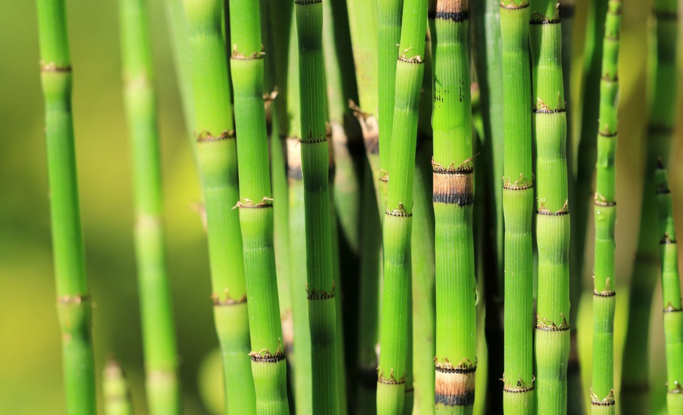 'Living fossil' reveals cosmic secrets of Earth’s ancient climate