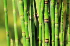 2025/10/Horsetail-plant-climate.jpg
