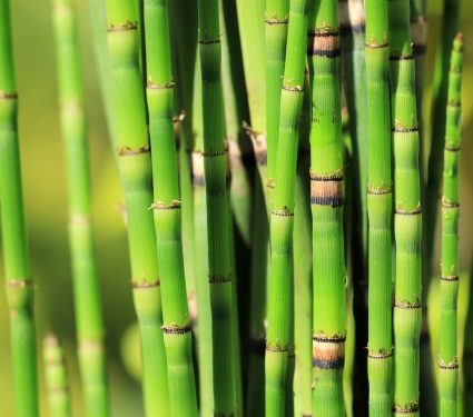 2025/10/Horsetail-plant-climate.jpg