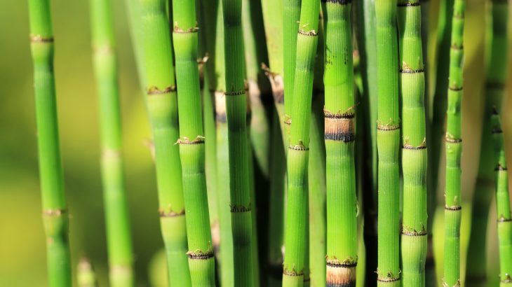 'Living fossil' reveals cosmic secrets of Earth’s ancient climate