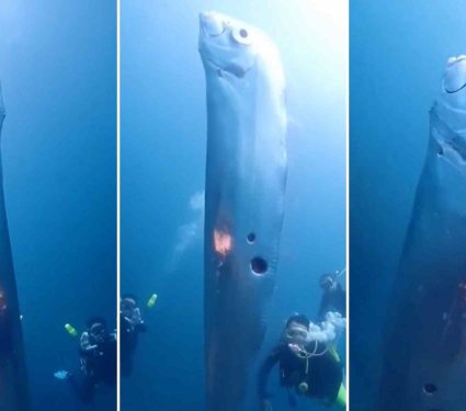 2025/10/giant-oarfish-found-taiwan-divers.jpg