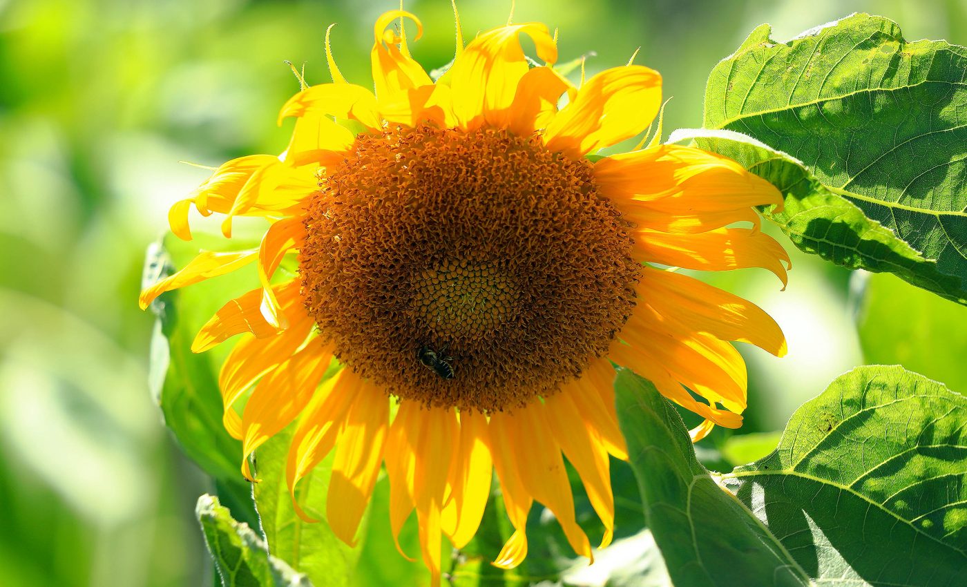 Study shows 2024 was the hottest in at least the previous 125,000 years