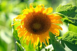 The,Heat,Wave,Continues,Due,To,Global,Warming.