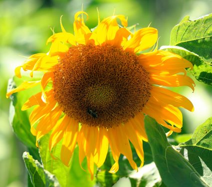 The,Heat,Wave,Continues,Due,To,Global,Warming.