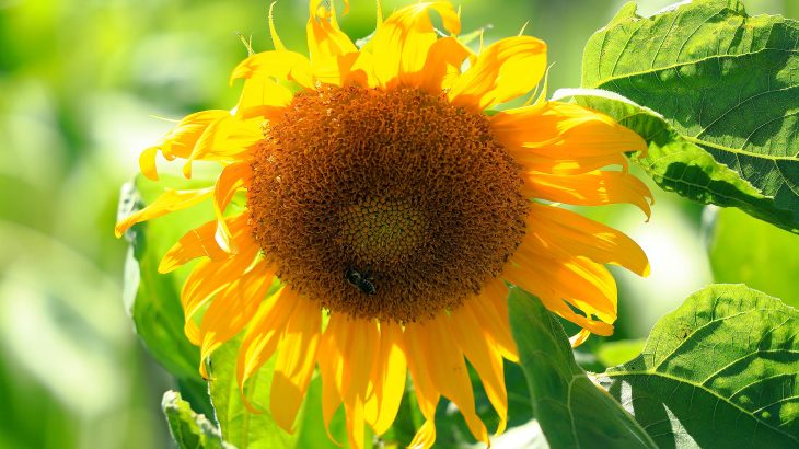 Study shows 2024 was the hottest in at least the previous 125,000 years