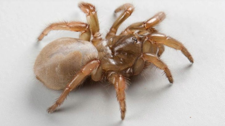 New trapdoor spider discovered under California beaches