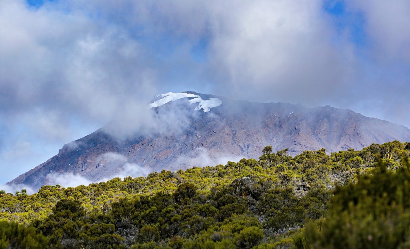 Mount Kilimanjaro is losing its native plants - but why?