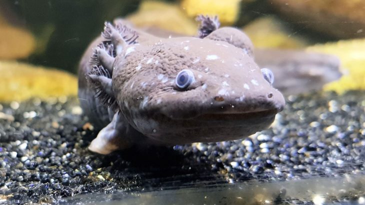 Fight or flight: How salamanders regrow body parts