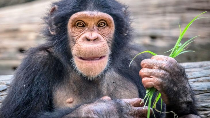 Chimps can reason and rethink their choices, just like humans