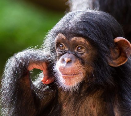 2025/10/Young-chimpanzee.jpg