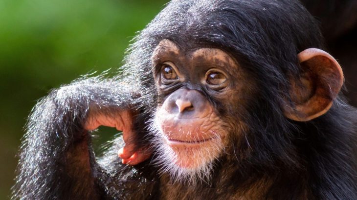 Young chimps reveal how play drives evolution