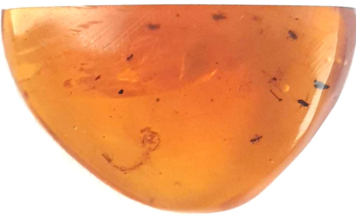 Mosquito larva from the days of dinosaurs is surprisingly modern