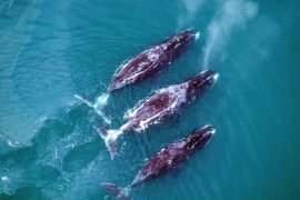 2025/11/Bowhead-whales.jpg
