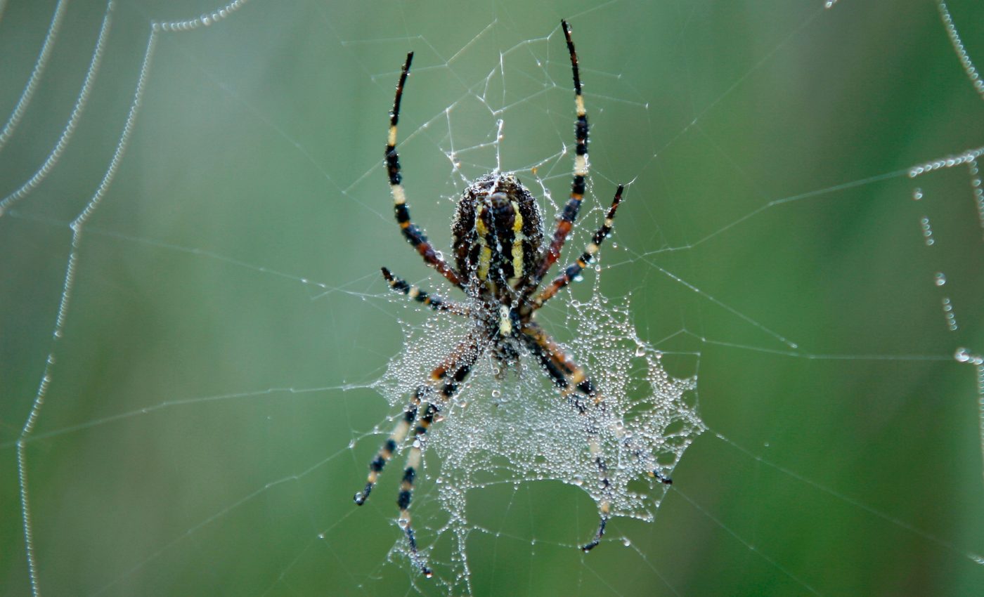 Spiders use web decorations to detect prey more easily