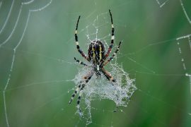2025/11/Spiders-decoration.jpg