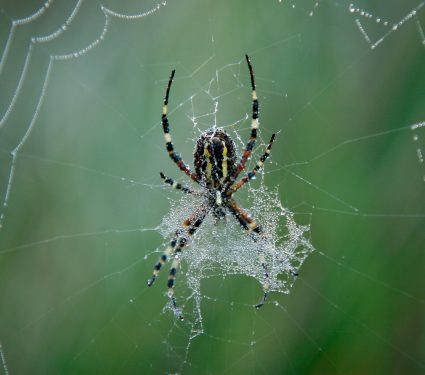 2025/11/Spiders-decoration.jpg