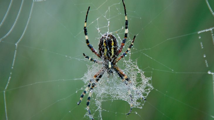 Spiders use web decorations to detect prey more easily