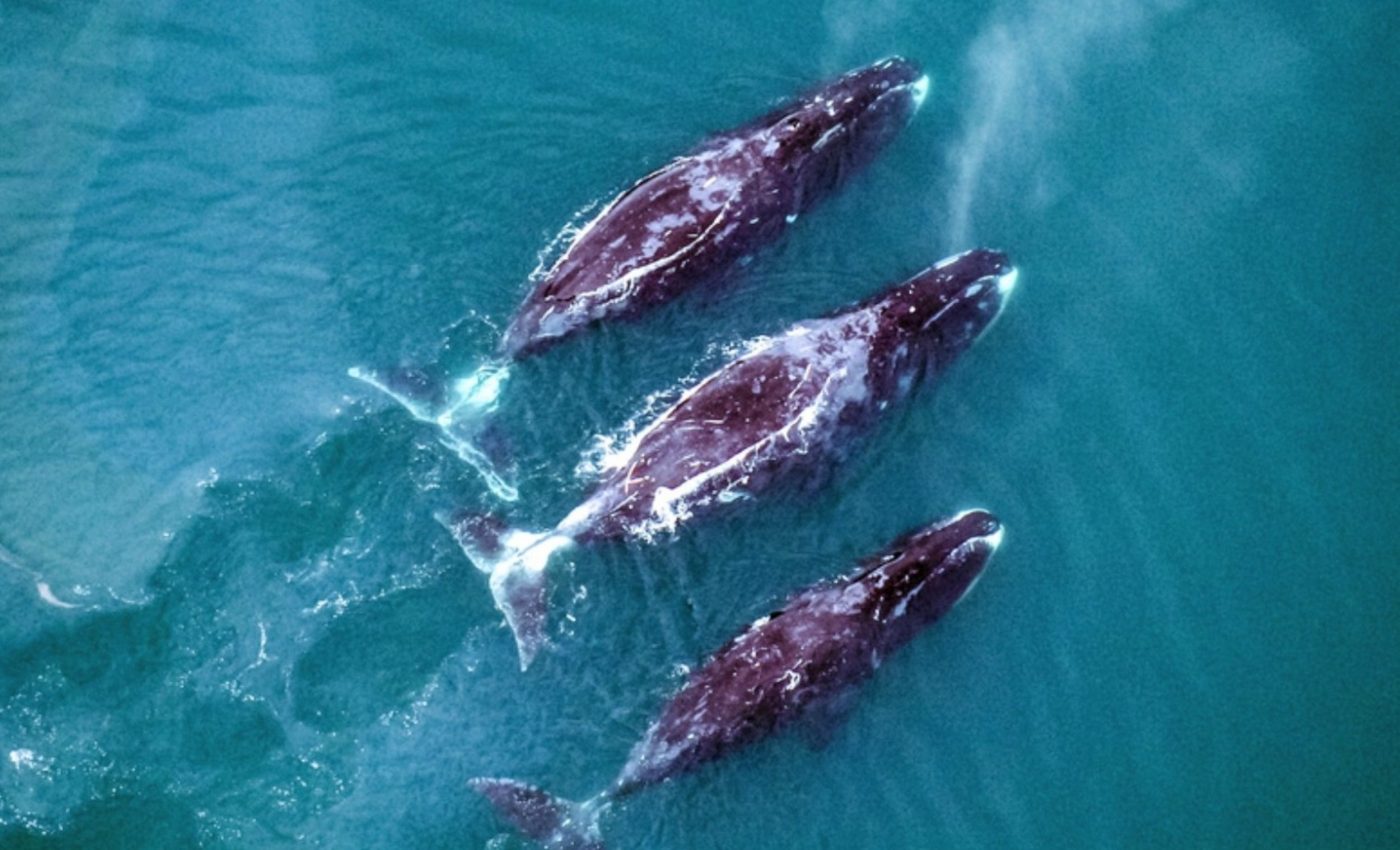 Bowhead whales can live for centuries - and we finally know how