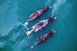 2025/11/Bowhead-whales2.jpg