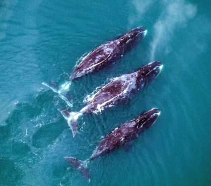 2025/11/Bowhead-whales2.jpg