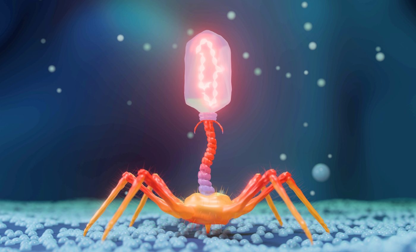 Ancient viruses inside bacteria may help fight infections