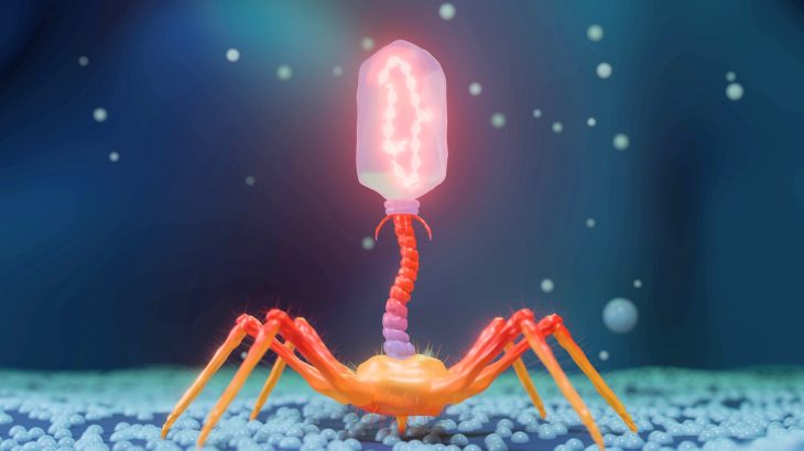 Ancient viruses inside bacteria may help fight infections