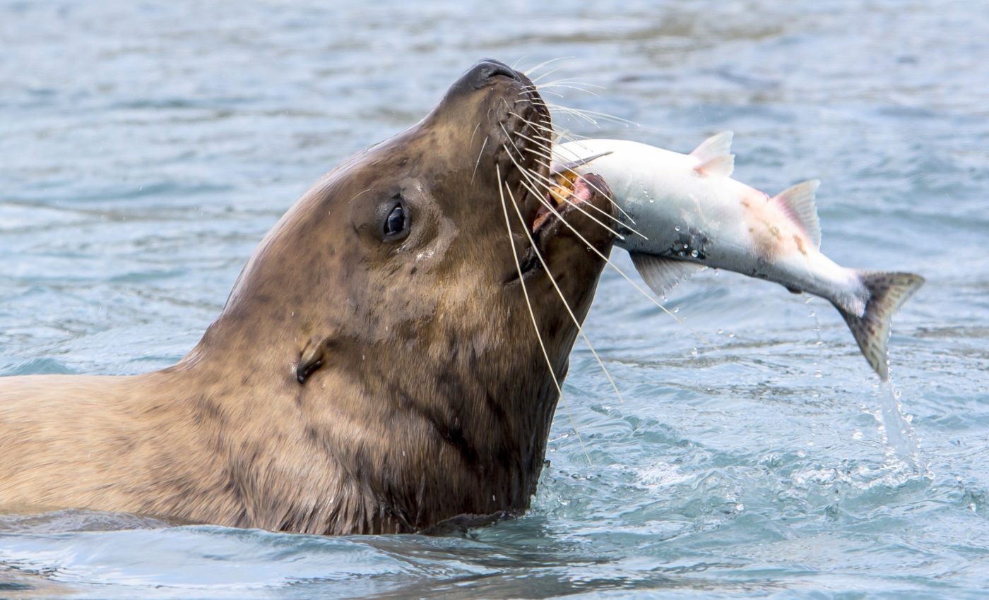 Ocean predators may need twice the prey when food quality drops
