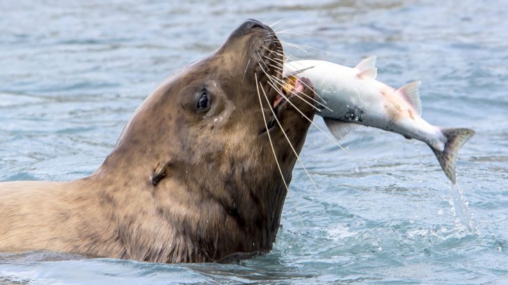 Ocean predators may need twice the prey when food quality drops