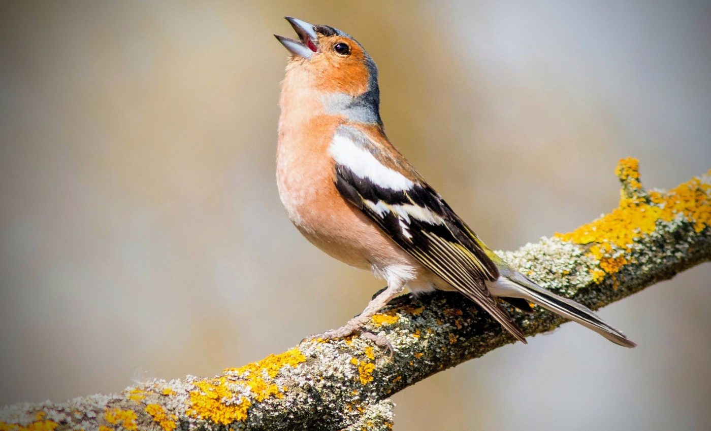 Scientists discover why birds sing so passionately at dawn