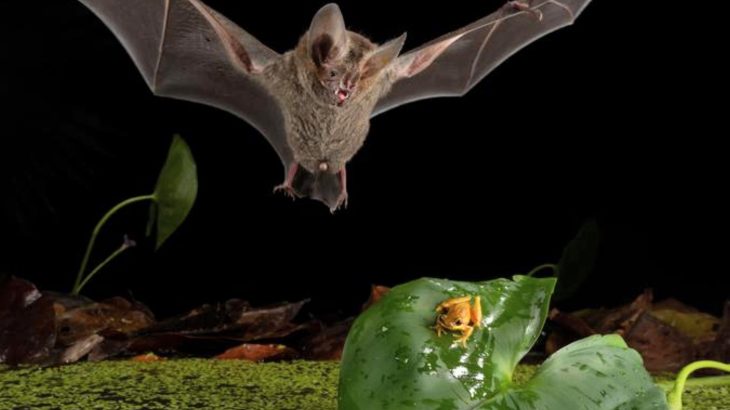 Tiny bats hunt like lions, striking with patience and precision