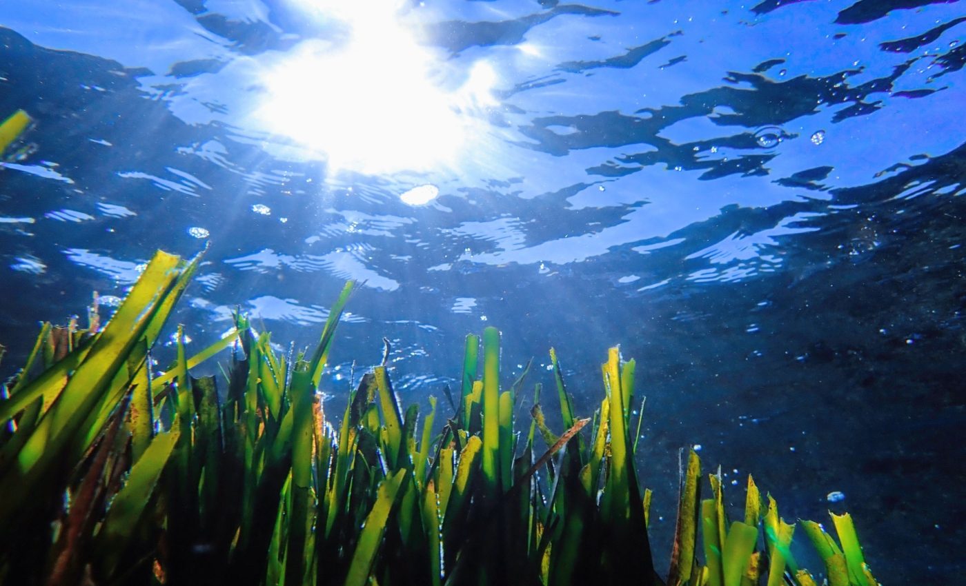 Invisible life is vanishing from the Mediterranean - and scientists know why