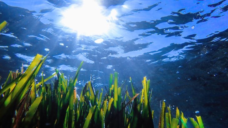 Invisible life is vanishing from the Mediterranean - and scientists know why