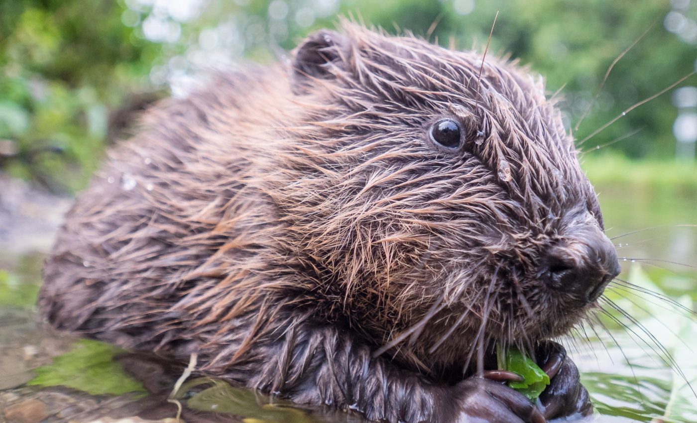 Beavers are silently transforming the hidden water underground