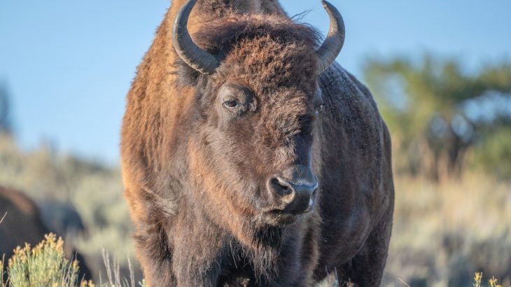 Large mammals are finding clever ways to beat the heat