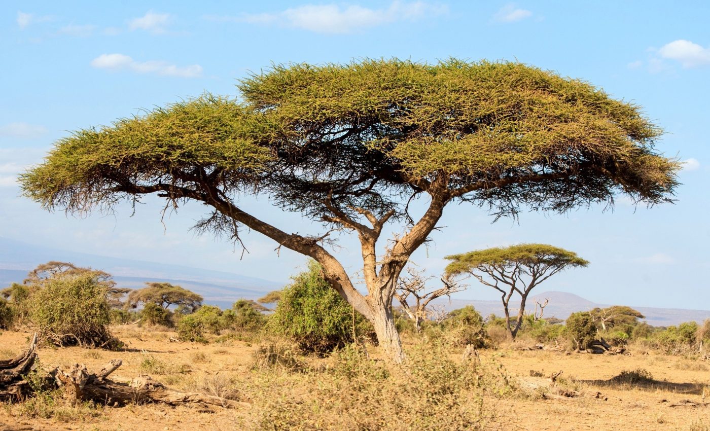 When water runs out, some trees refuse to stop growing