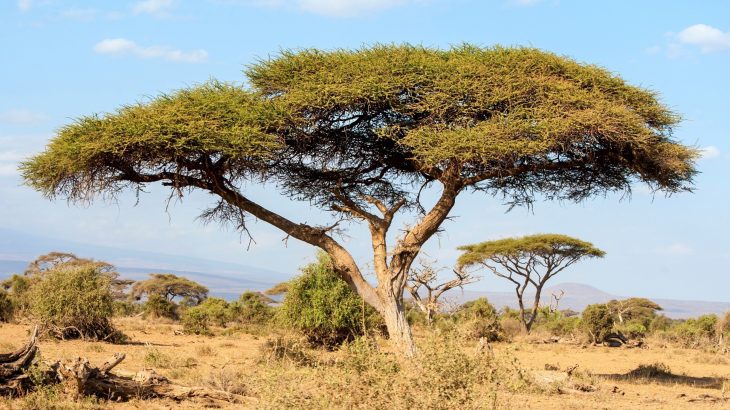 When water runs out, some trees refuse to stop growing