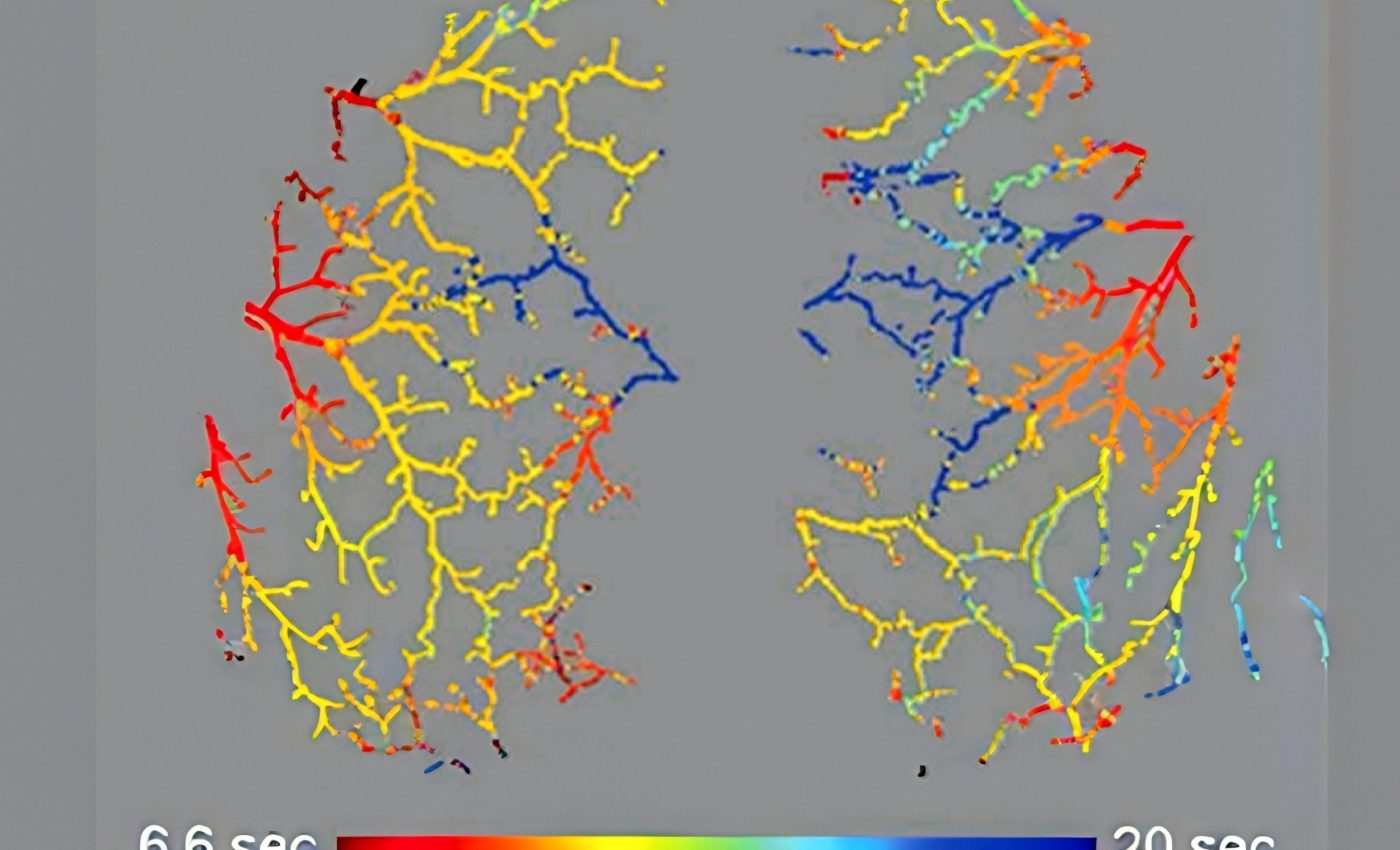 From the gut to the brain, the body runs on the same rhythm