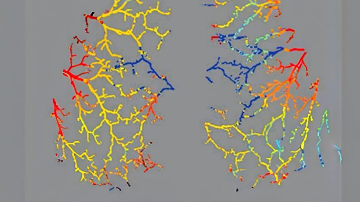 From the gut to the brain, the body runs on the same rhythm