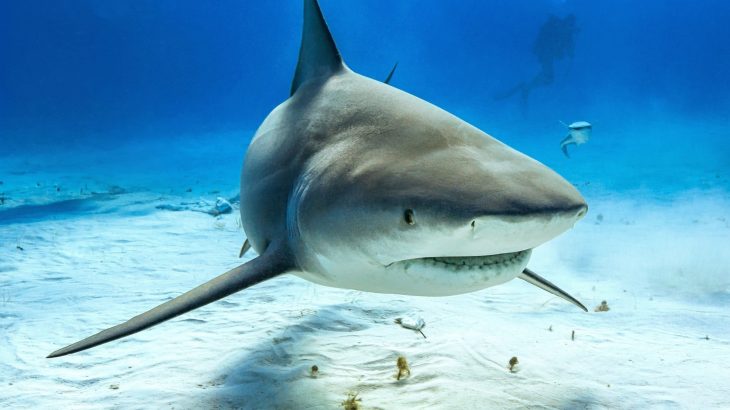 Rare sharks are vanishing fast - can they still be saved?