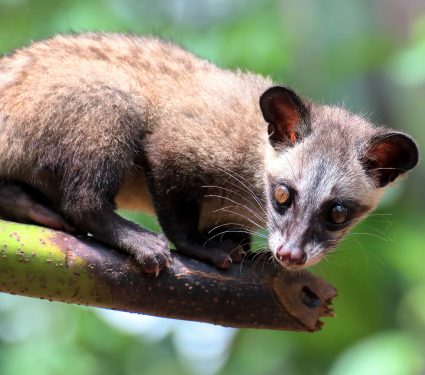 2025/11/Civet-coffee.jpg