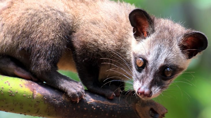 Wild civets may hold the secret to smoother coffee in their gut