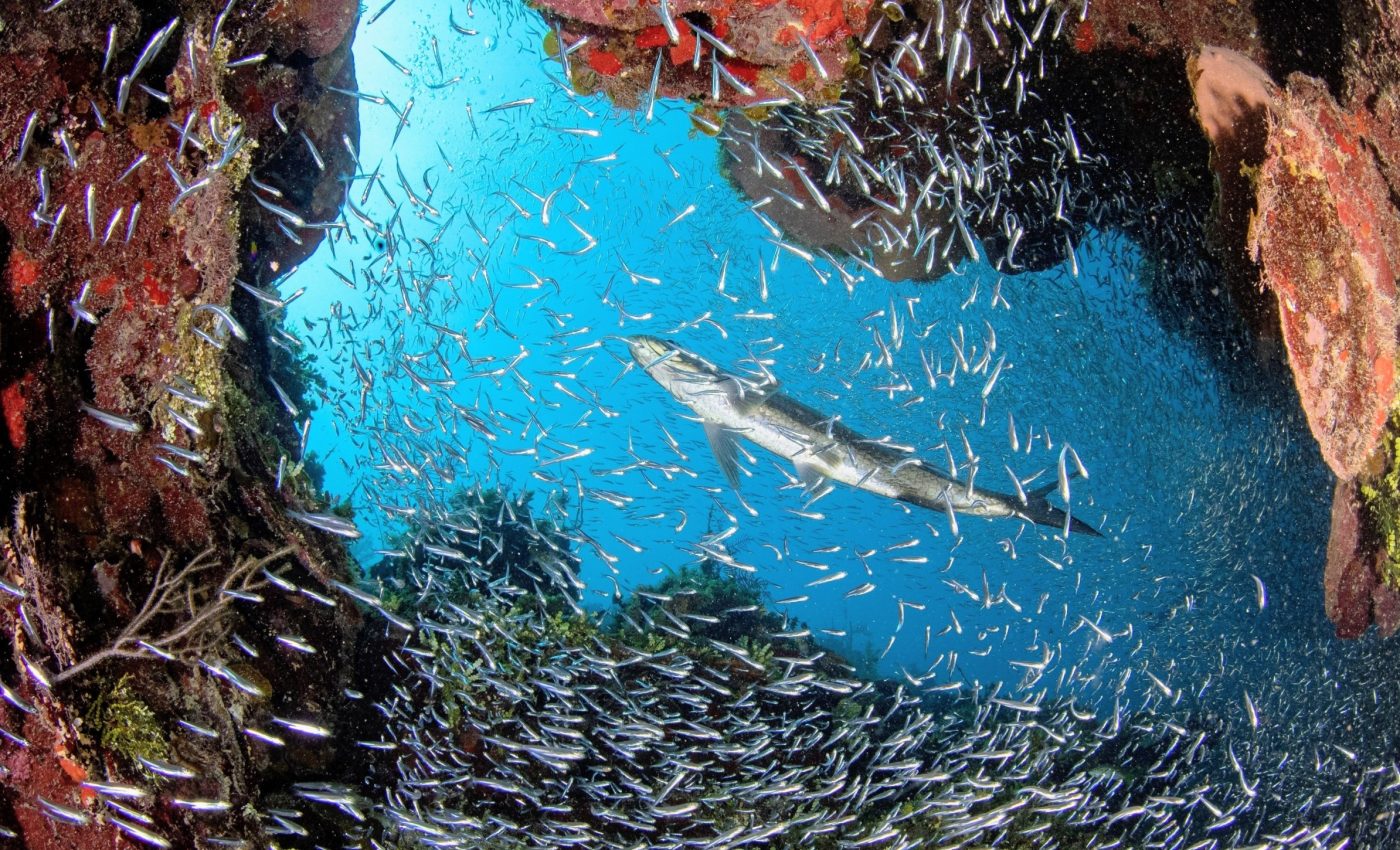 Marine DNA uncovers vast, unseen ranges of ocean life