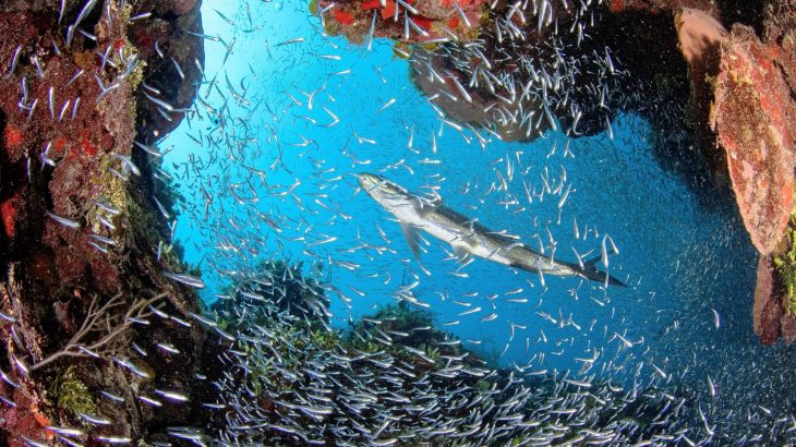 Marine DNA uncovers vast, unseen ranges of ocean life