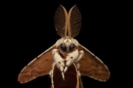 Dramatic moth population decline in cities