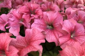 Plants communicate danger