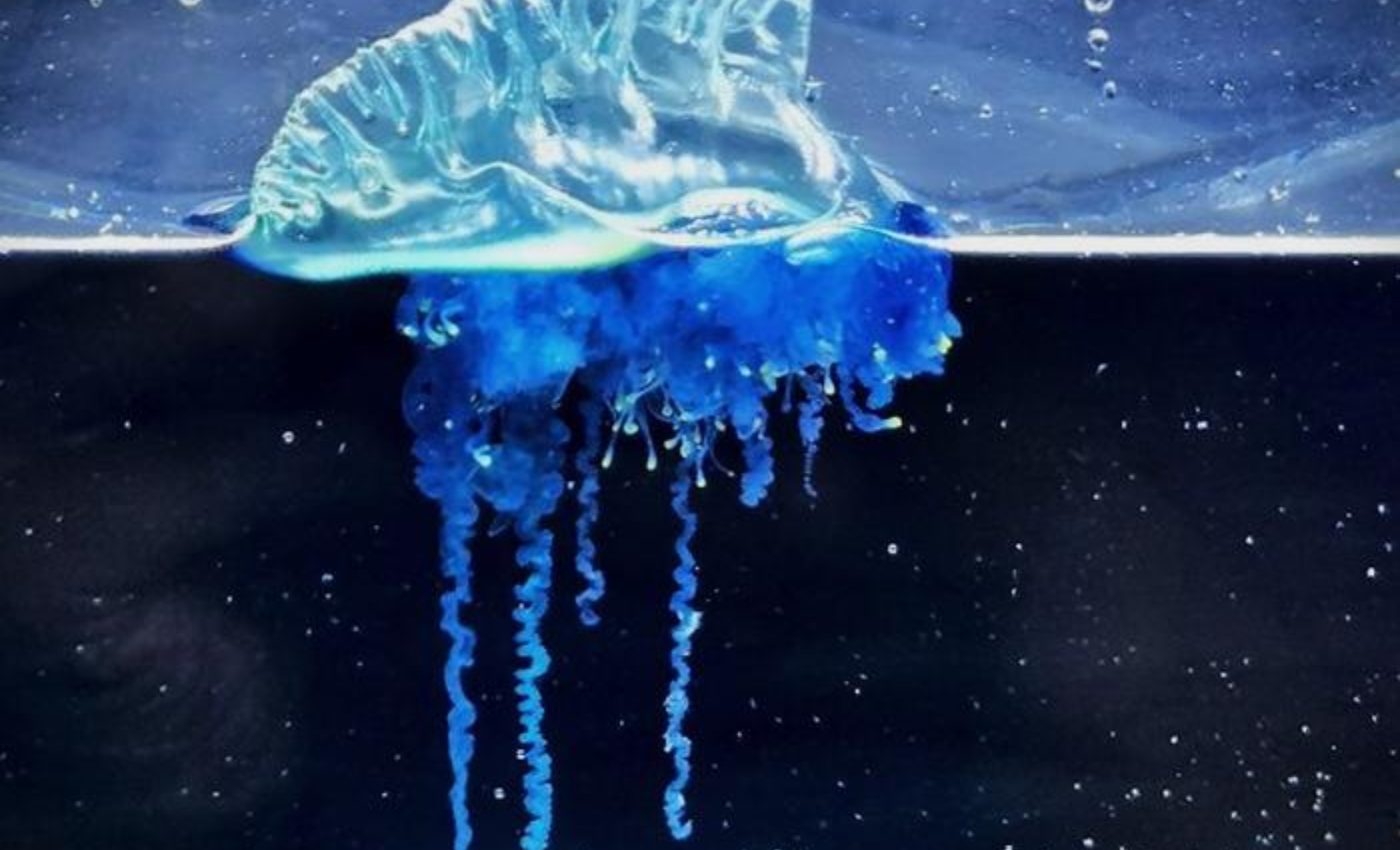 Warming seas bring a dangerous jellyfish to Japan’s coast