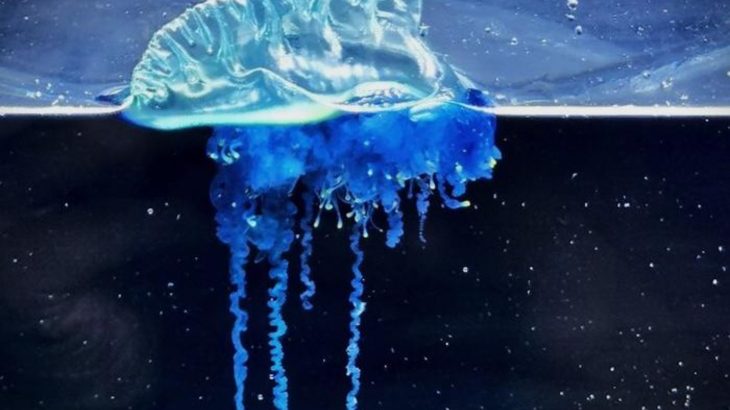 Warming seas bring a dangerous jellyfish to Japan’s coast