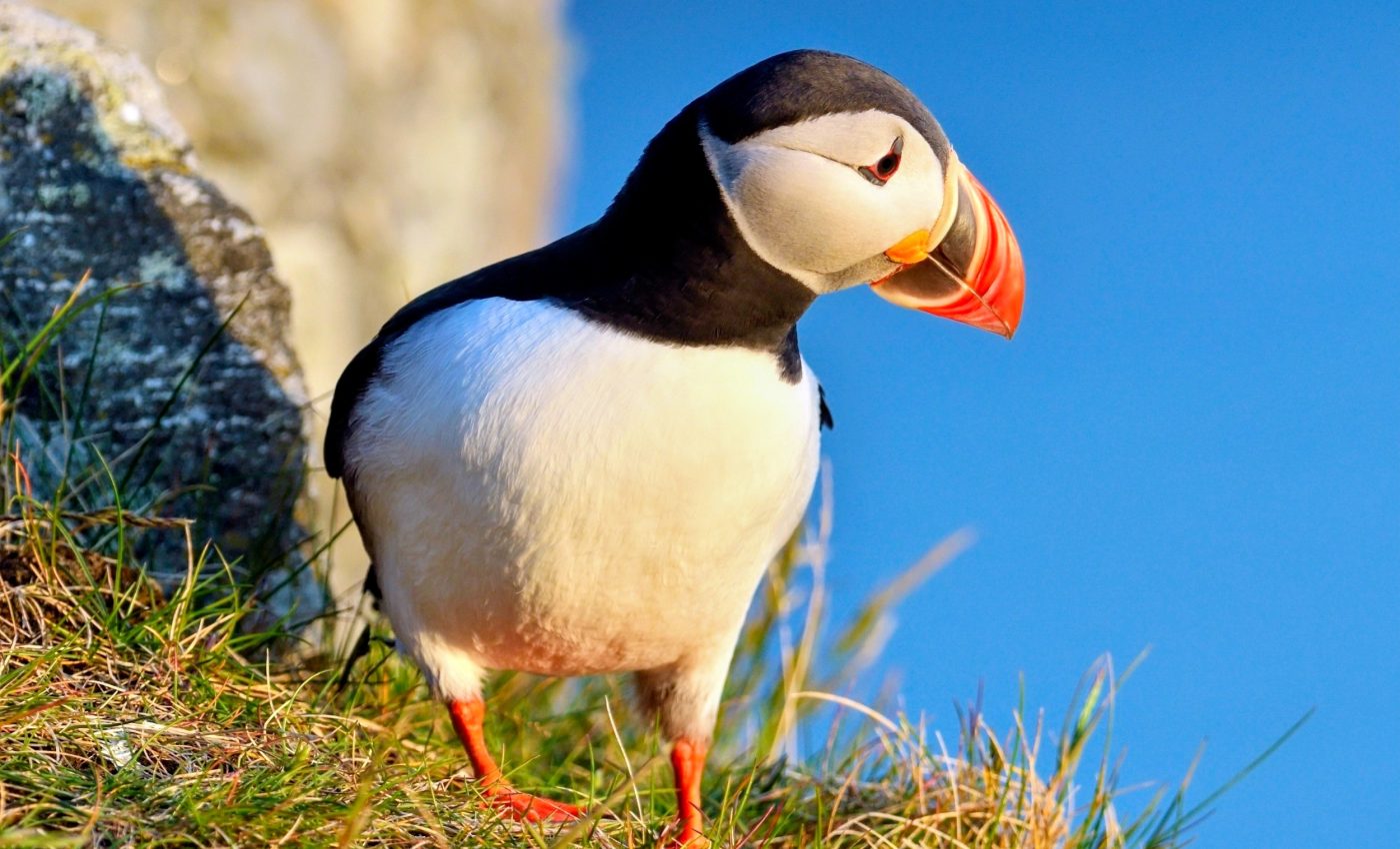 How saving seabirds could help save the oceans