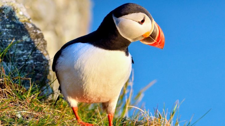 How saving seabirds could help save the oceans