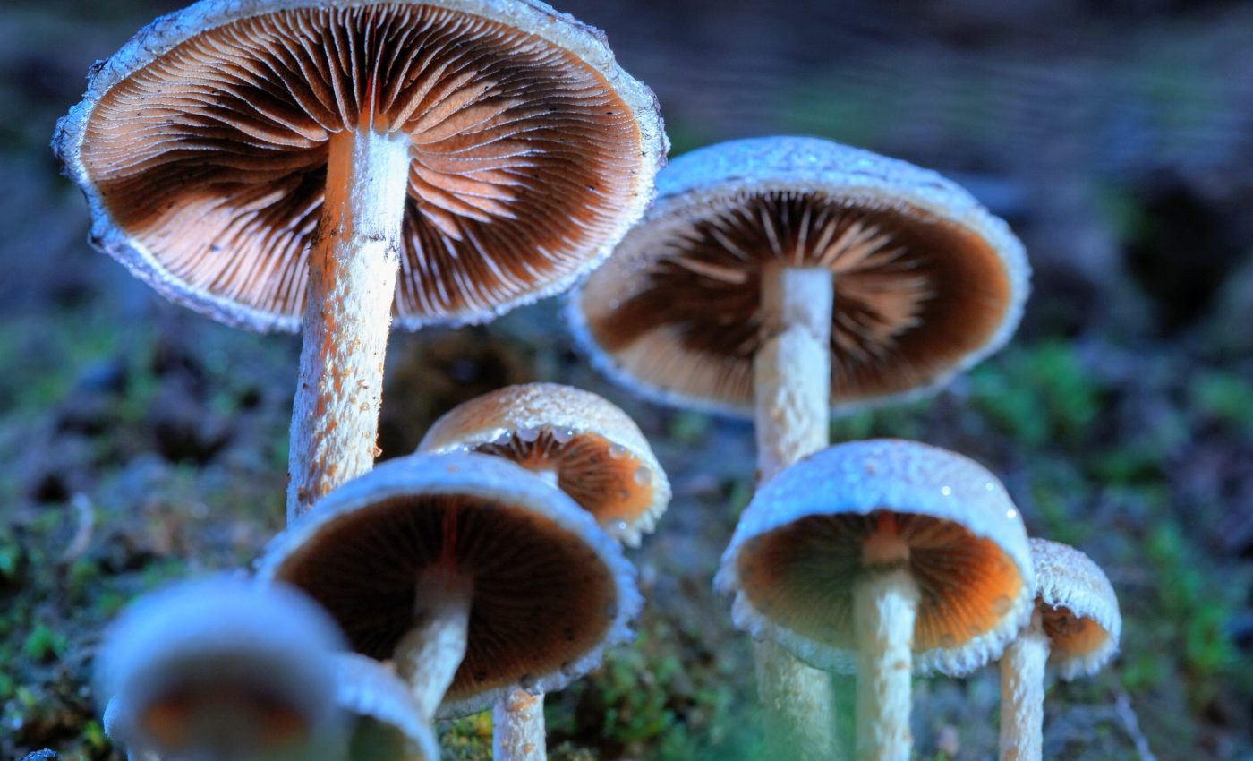 Single dose of psilocybin relieves OCD symptoms for weeks